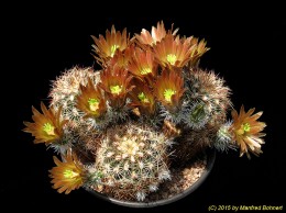 Echinocereus russanthus v. milleri HK365 1580